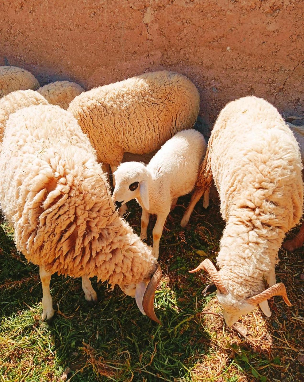 Family Village Marrakech مراكش المظهر الخارجي الصورة